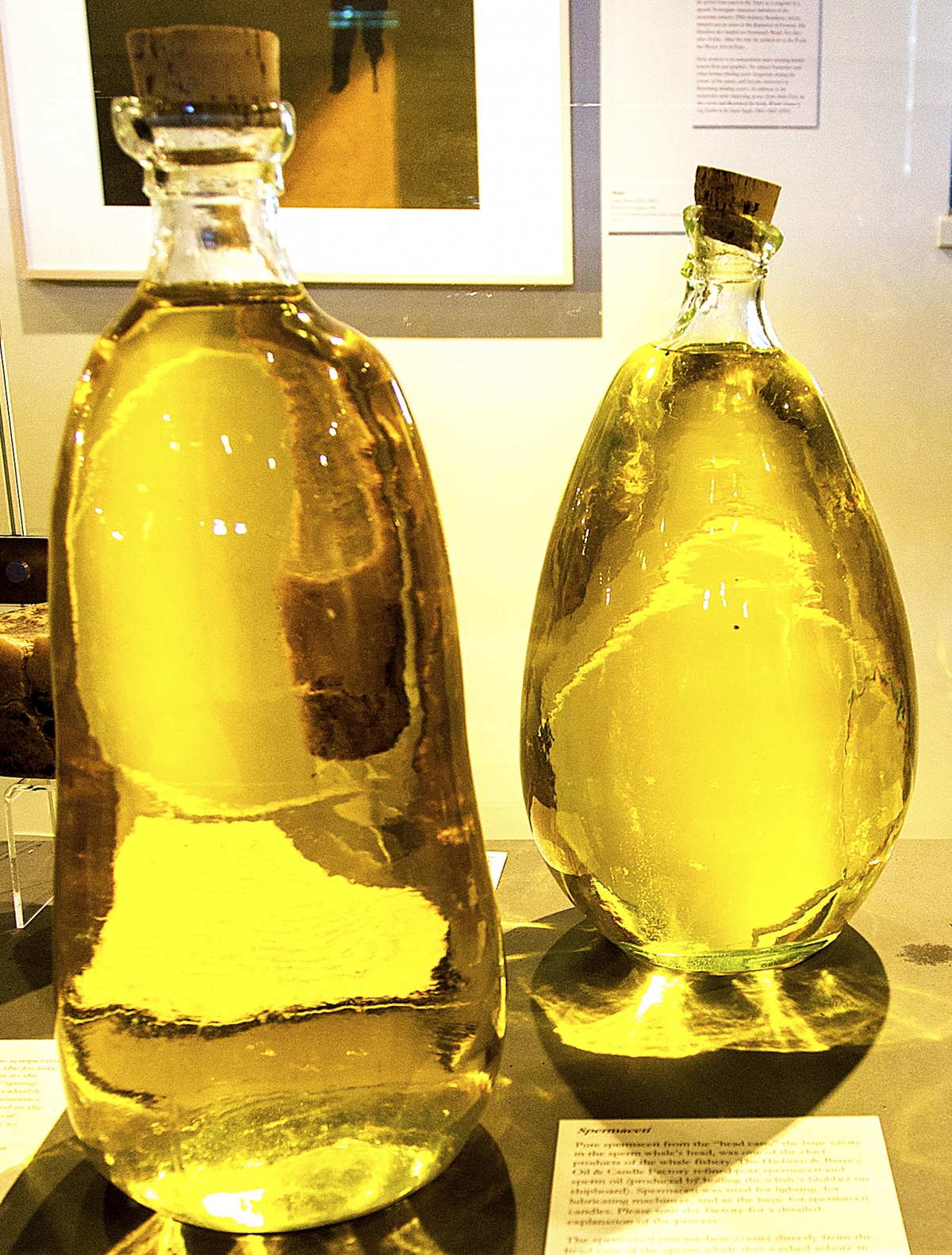 Jojoba oil for black powder guns Sperm whale oil flasks from a beached sperm whale in 1998, Nantucket whaling museum