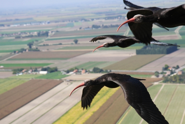 The migration of the ibis