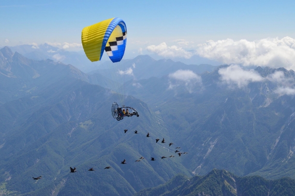 An extraordinary flight of the ibis