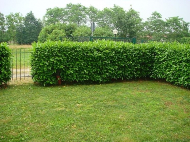 Legittima Difesa: difendersi in casa propria aumentiamo la sicurezza tenendo il giardino sgombro da possibili nascondigli